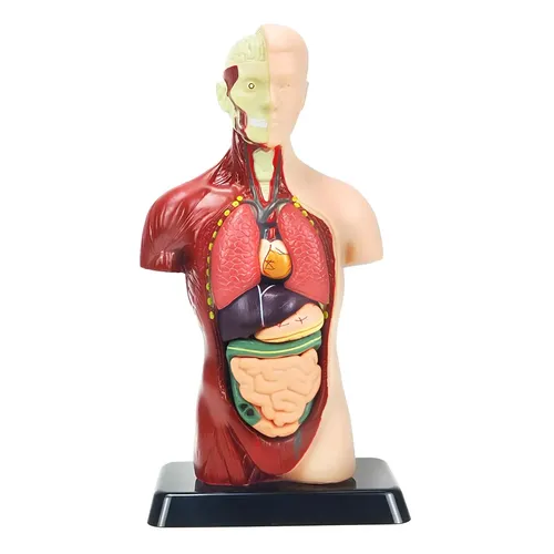 Imagem de reconhecimento de um modelo anatômico do corpo humano